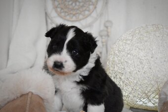 Border kolie s PP - 4