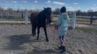 Klisna pony - 4