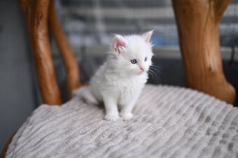 Mainská mývalí - maine coon - MCO - 2 MODROOKE KOŤÁTKA - 4