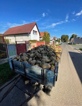 Krmná mrkev, řepa a jiné komodity - 4