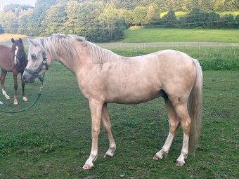 Welsh pony B - valach - 4