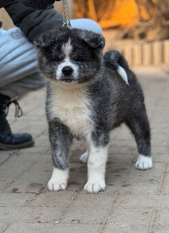 Akita Inu s průkazem původu (PP) - 4