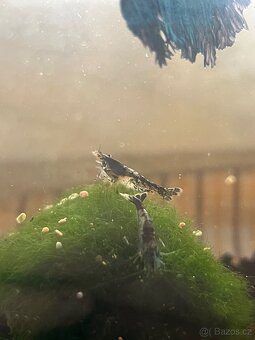 Krevetky carbon rili - 4