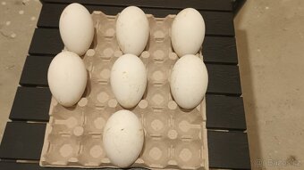 Násadová husí vejce - 4