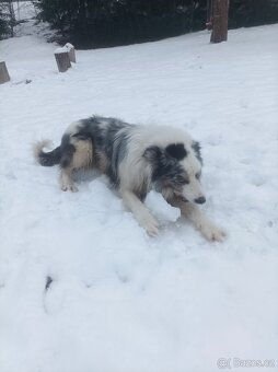 Krytí Border kolie Blue merle - 4