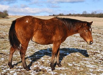 Kobyla Appaloosa - 4