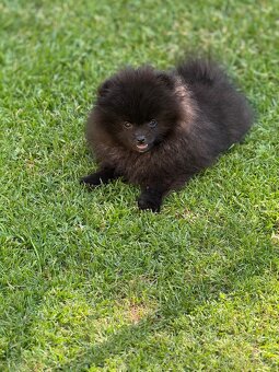 Pomeranian s PP - 4