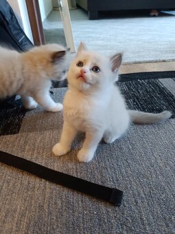 Ragdoll čistokrevné koťe bez papírů - 4