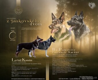Východoevropský ovčák,Německý ovčák, Bílý švýcarský ovčák - 4