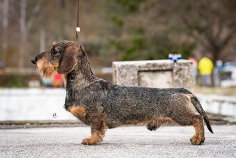 Jezevčík drsnosrstý štěňátka s PP - 4