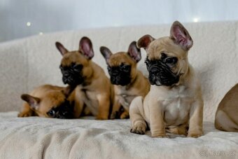 Francouzský buldoček - 4