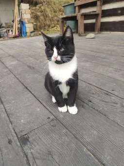 Mainská mývalí - kříženec - kotě - 4