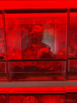 Terarijní regál s červeným LED osvětlením – pavouci, hadi, š - 4