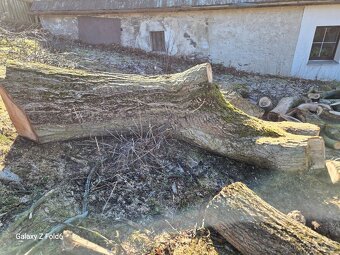 Velký Kmen Ořech - 4