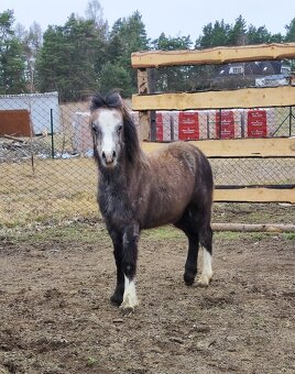 Welsh mountain pony sekce A - klisna - 4