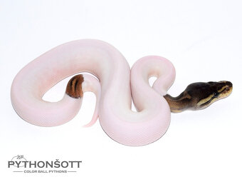 NOVĚ SNÍŽENÉ CENY - Krajta královská (python regius) - 4