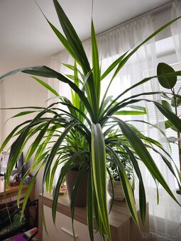 Pandanus pokojová rostlina - 4
