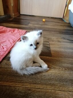 Ragdoll bez PP - 4