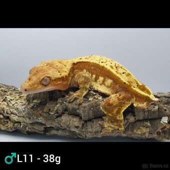 9.1 C. Ciliatus - 4