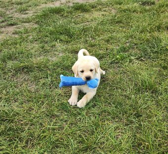 Nabídka štěněte labradorského retrievera - 4