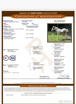 paint horse žrebček 1yr. - 4