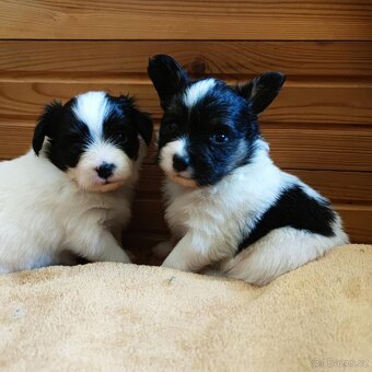 Papillon s PP - 4