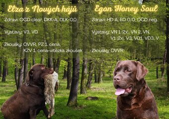 Prodej štěněte hnědého labradorského retrievera - 4