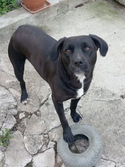 Daruji 2-letou fenku Labrador x Staford - 4