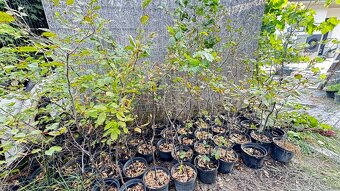 Habr na živý plot - 4