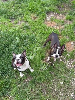 Bostonský teriér Silber El Kladruby - 4