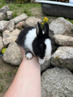 Králíčata zakrslý králík + teddy - 4