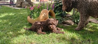lagotto romagnolo - italský vodní pes - 4
