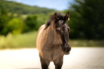 Grullo roan klisna American Quarter Horse, black homozygot - 4