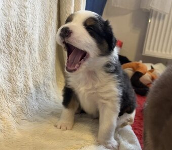 Australský ovčák s PP - TOP - 4