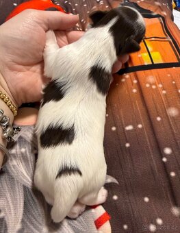 Jorkšírsky teriér s PP choco/white/tan ( Biro ) pejsek - 4