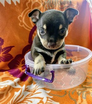 Čivava štěňátka kluci - 4