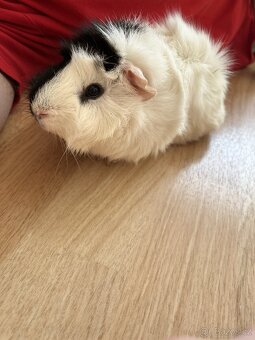 Daruji morče sameček - 4