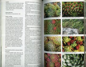 Mrazuvzdorné sukulenty a kaktusy - 4