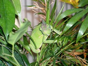 Prodám Chameleon jemenský - Chameleo calyptratus - 4
