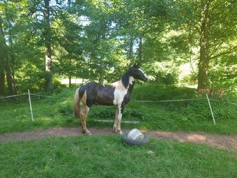 Roční hřebeček irský kob x český teplokrevník - 4