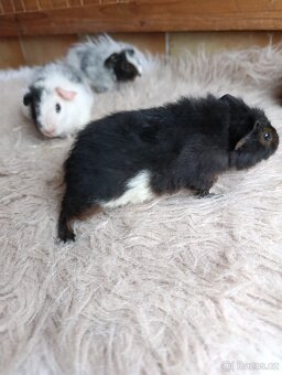 Morče US Teddy / morčata 2x samec  1x samička - 4