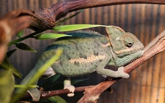 Chameleon jemenský, mláďata - 4