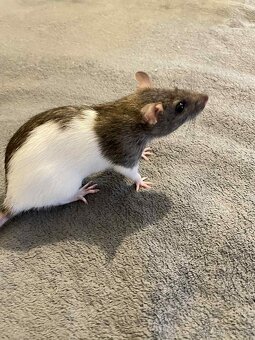 Potkany mazlicci na chov - 4