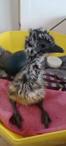 Emu hnědý mláďata - 4