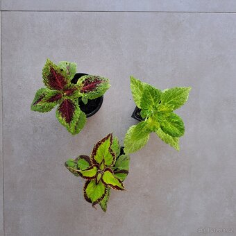 Africká kopřiva / Coleus - 4