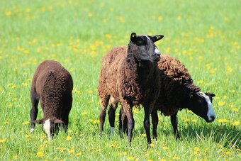 Jehňata Zwartbles - 4