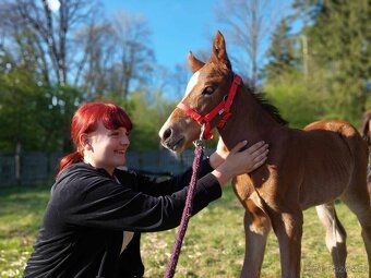 Luxusní, zdravý hřebeček WPBR s PP vysokého vzůstu - 4