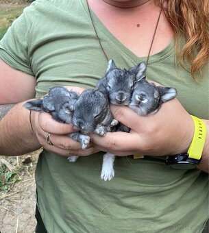 Zakrslý beránek činčilový - 4