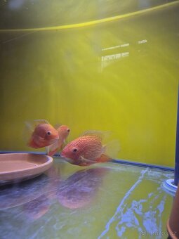 Heros serverum super red - 4