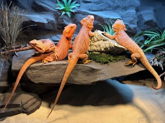 Agama vousatá samičky - 4